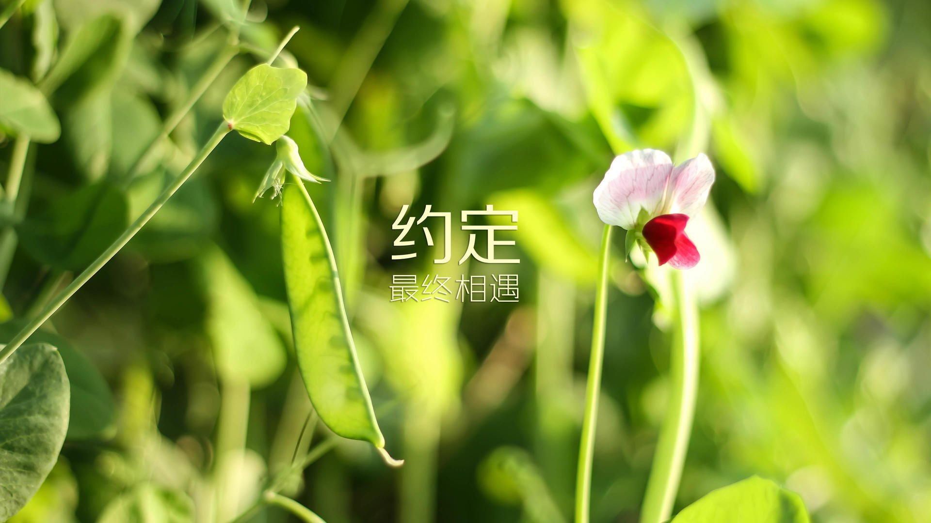 篮球运动员比赛心理压力调适机制，篮球的心理不应期