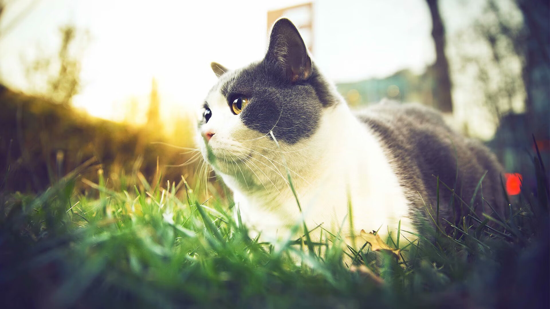 主力替补能力差异是否决定教练换人时机选择，主力换替补干脆投降算了