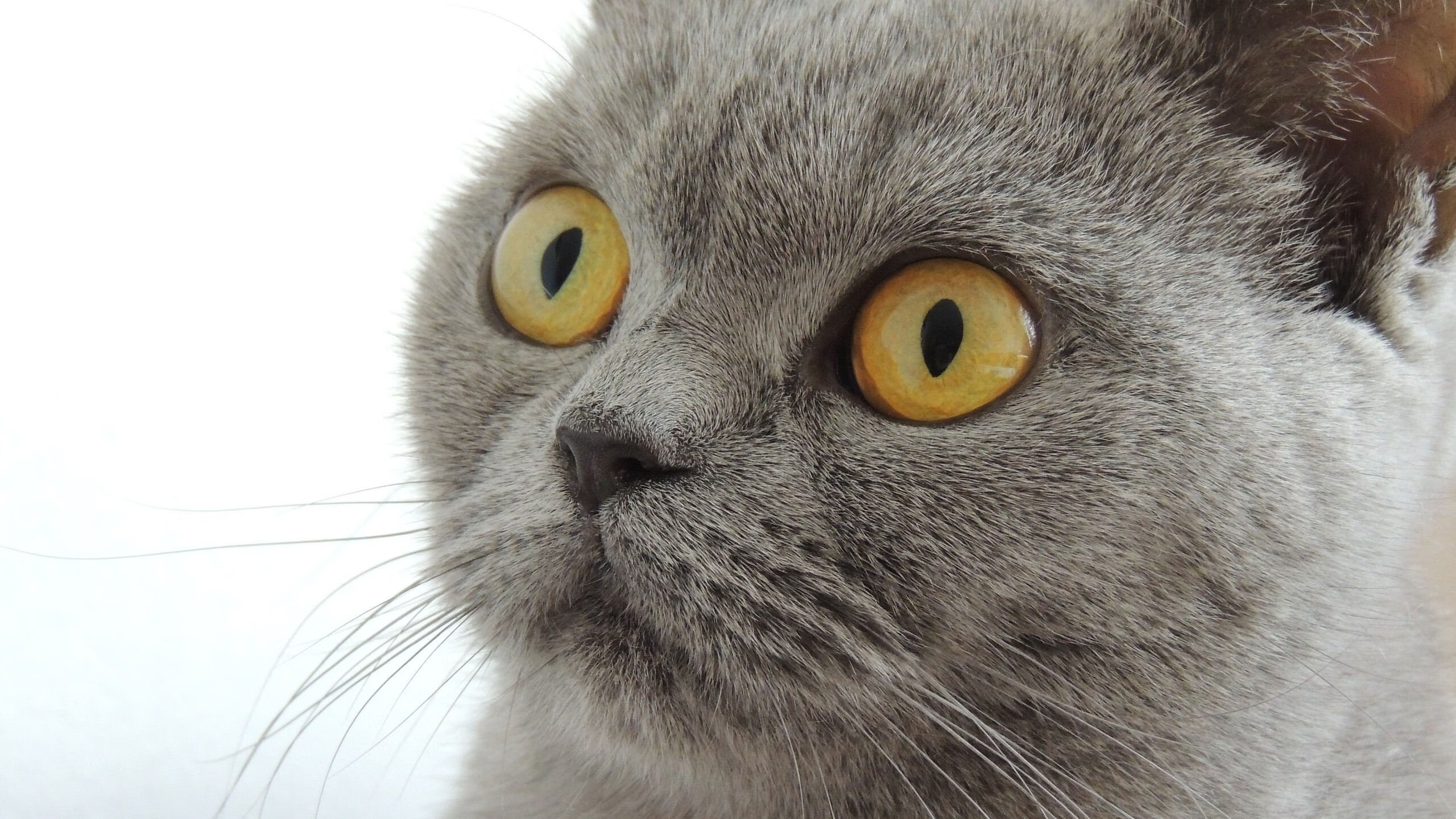 亚特兰大持续加强反击速度打破僵局，亚特兰大进攻太强了