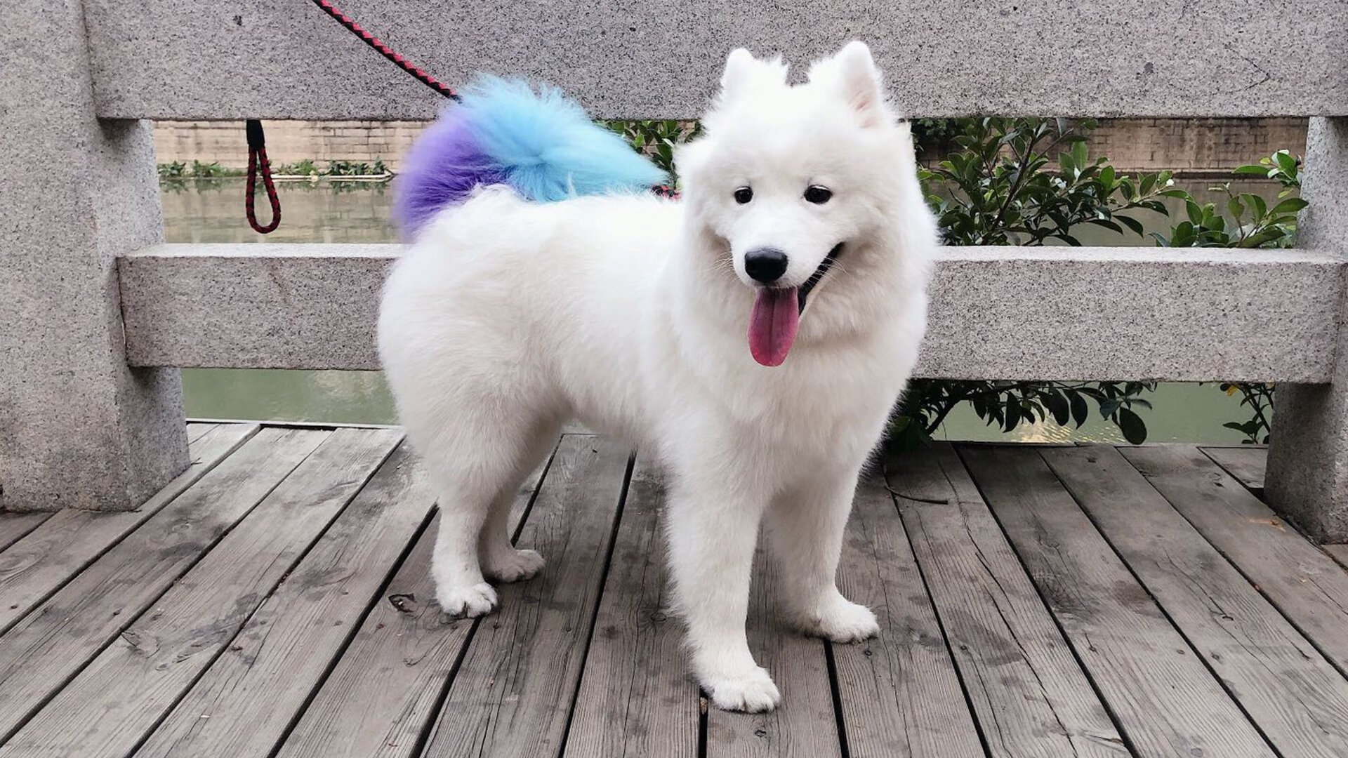 国际乒联混合团体世界杯:中国香港队的表现背后有何秘密,香港乒乓球赛事