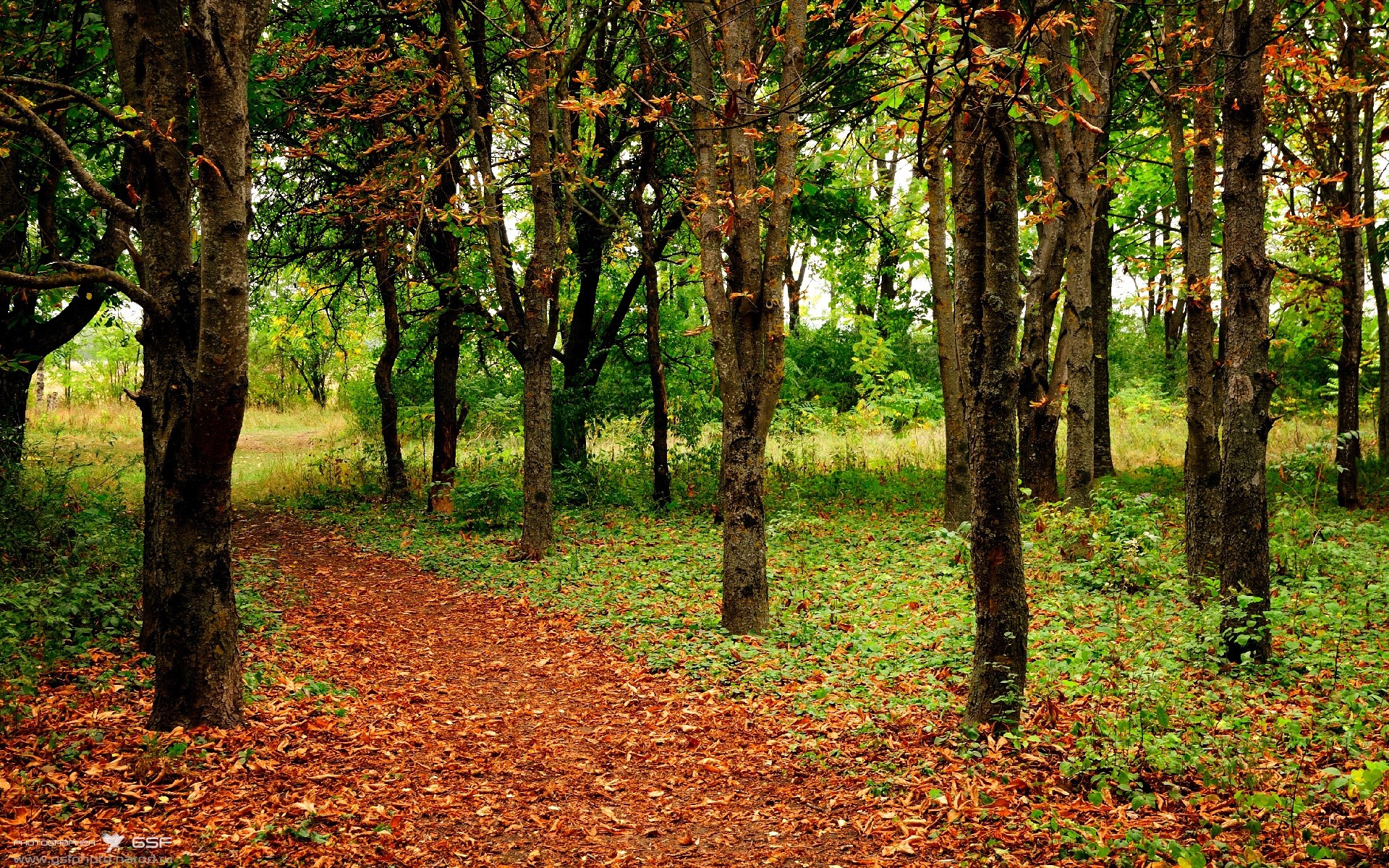 恩多比·恩乔：世界级后卫与全能踢球专家，为南非队打造完美进攻