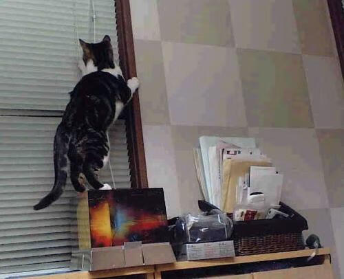 比利时黄金一代迎来欧洲杯新挑战