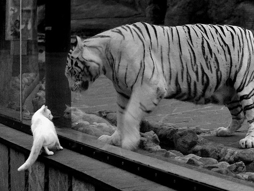 篮球俱乐部换帅风波引发热议，篮球俱乐部成员