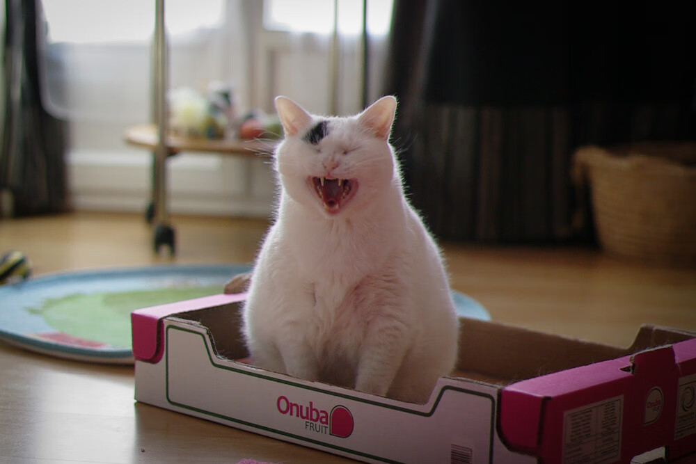 蛙泳冲刺中立代表队A节奏精准，蛙泳冲刺技巧